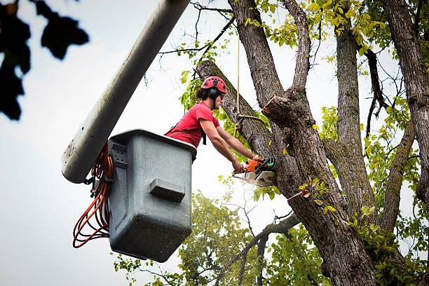 Trusted Harvey, IL Tree Removal and Landscaping Services Experts